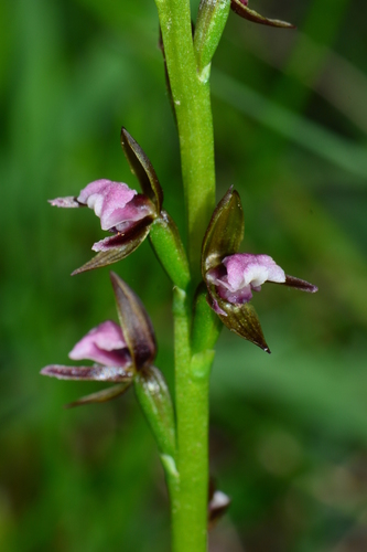 Prasophyllum brevilabre