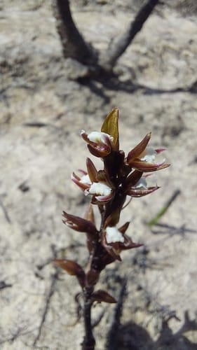 Prasophyllum brevilabre (Short-lipped leek orchid) — photo