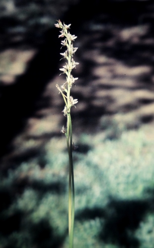 Prasophyllum campestre (Starry leek orchid) — photo