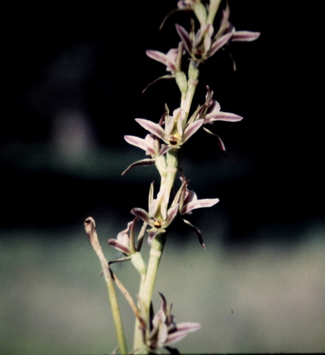 Prasophyllum campestre