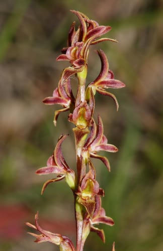 Prasophyllum caudiculum — photo
