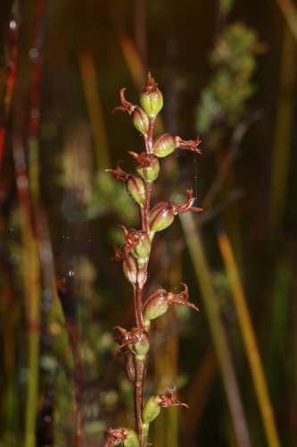Prasophyllum caudiculum