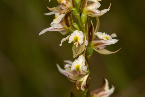 Prasophyllum dossenum (Tall leek-orchid) — photo