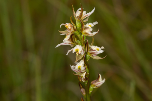 Prasophyllum dossenum