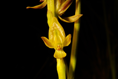 Prasophyllum elatum (Yellow leek-orchid) — photo