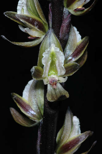 Prasophyllum elatum (Yellow leek-orchid) — photo