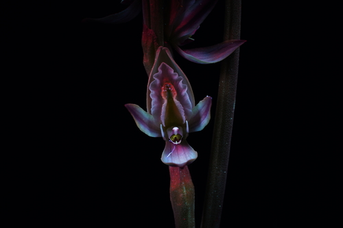 Prasophyllum elatum