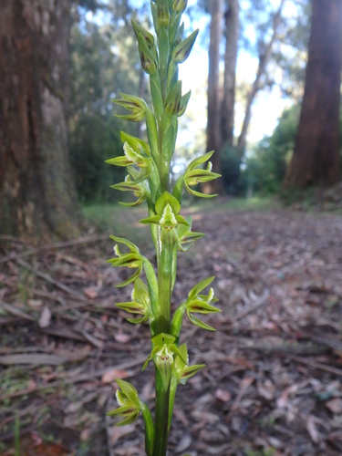 Prasophyllum flavum (Scented leek-orchid) — photo
