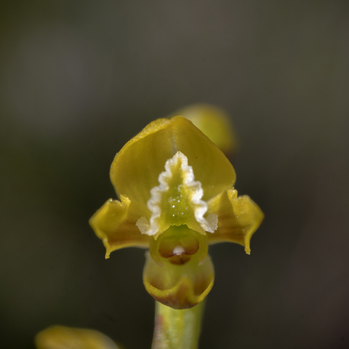 Prasophyllum flavum (Scented leek-orchid) — photo