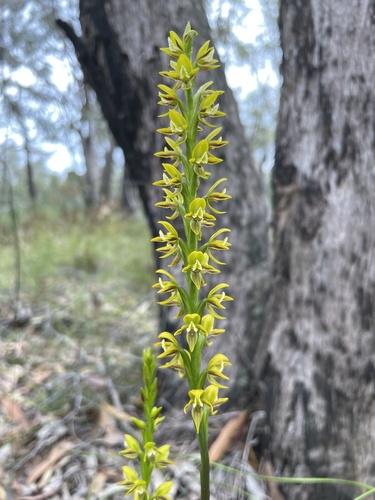 Prasophyllum flavum