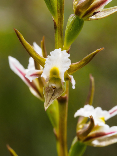 Prasophyllum odoratum (Broad-lipped leek-orchid) — photo