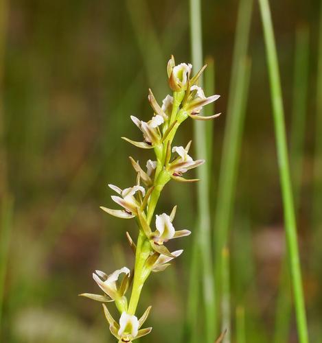 Prasophyllum odoratum (Broad-lipped leek-orchid) — photo