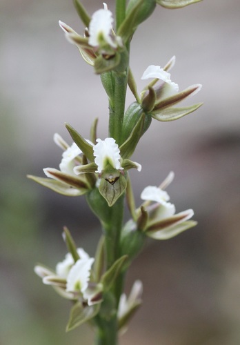 Prasophyllum odoratum