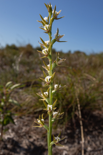 Prasophyllum patens (Marsh leek-orchid) — photo