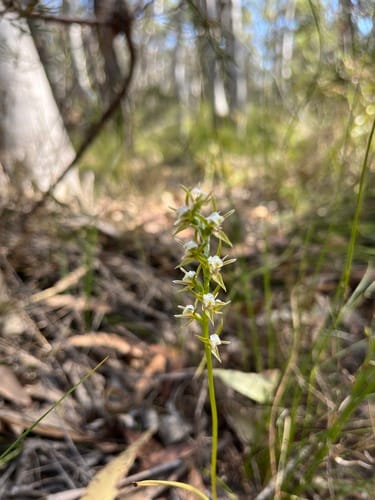 Prasophyllum patens (Marsh leek-orchid) — photo