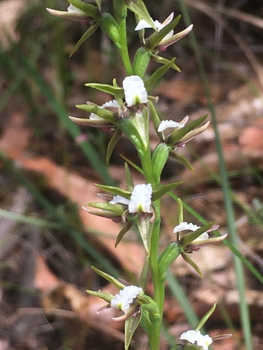 Prasophyllum patens