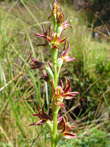 Prasophyllum rogersii (Summer leek-orchid) — photo