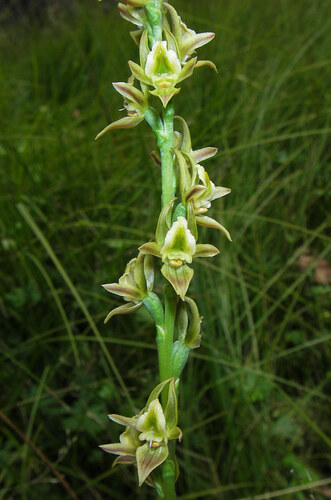 Prasophyllum rogersii