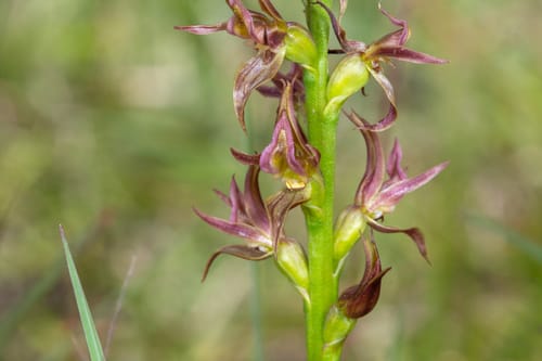 Prasophyllum solstitium — photo