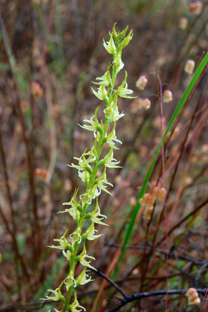 Prasophyllum sp