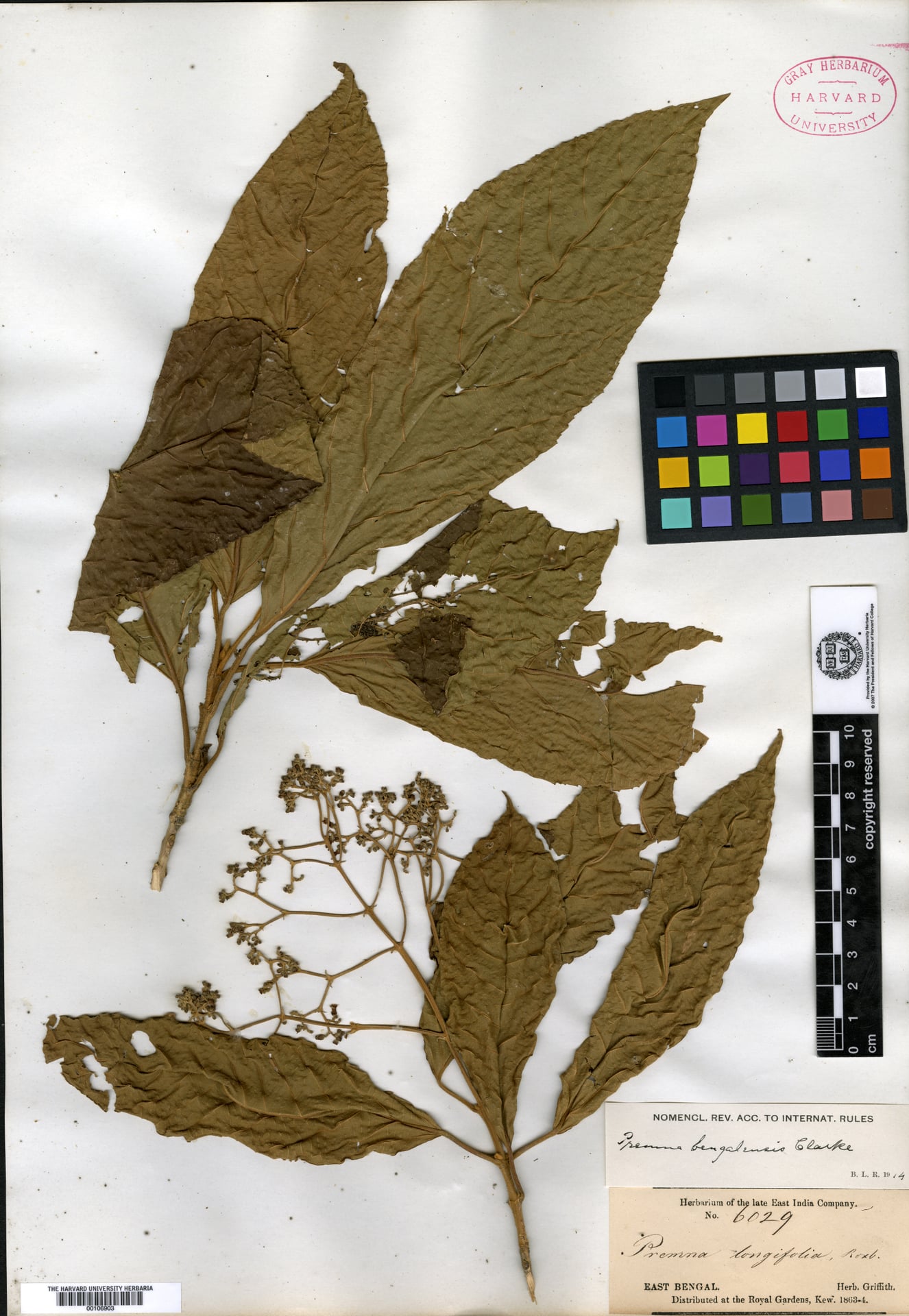 Premna bengalensis
