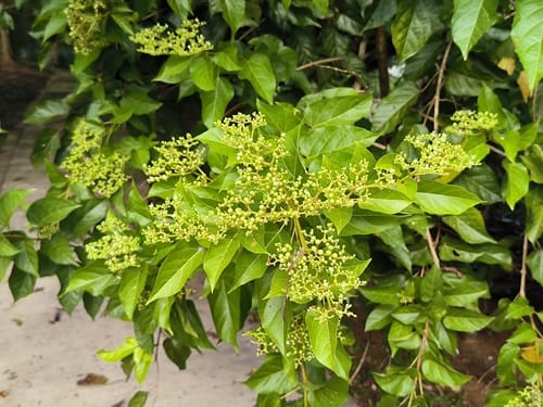 Premna cordifolia (Bebuas) — photo