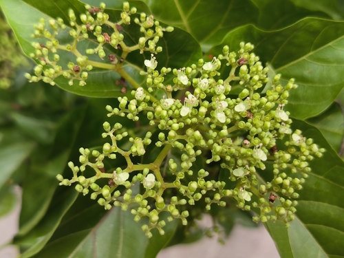 Premna cordifolia