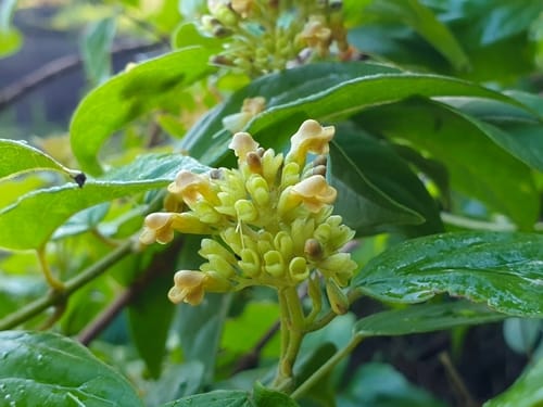 Premna corymbosa — photo