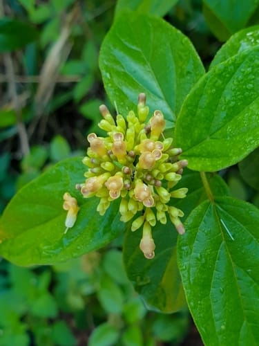 Premna corymbosa — photo