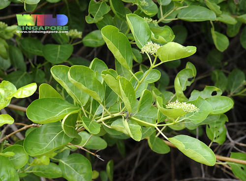Premna corymbosa