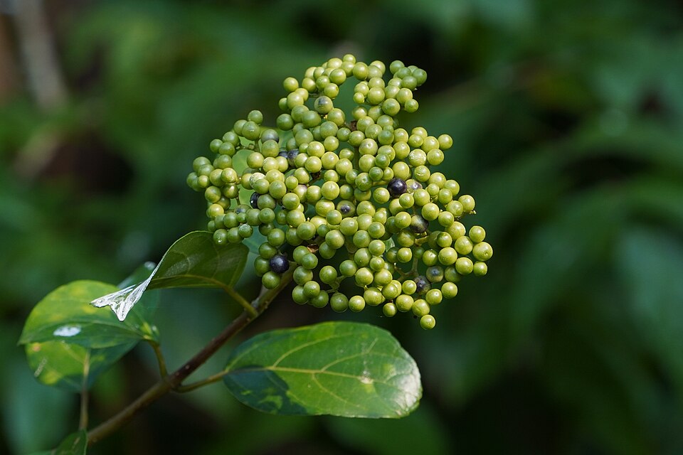 Premna divaricata (Headache tree) — photo
