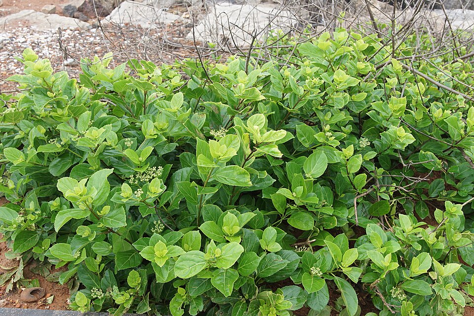 Premna divaricata