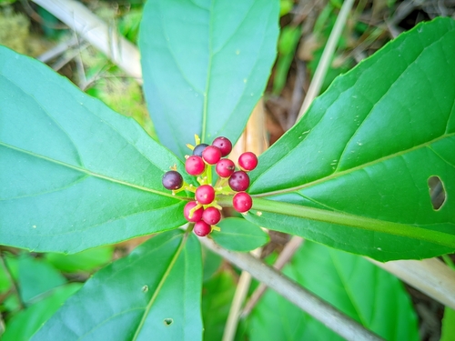 Premna esculenta
