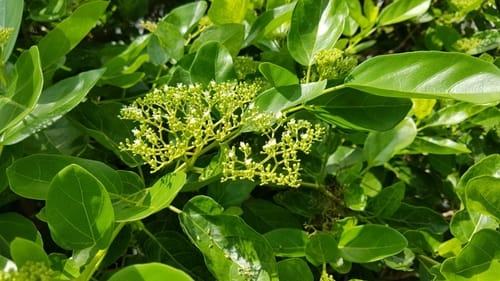 Premna foetida — photo