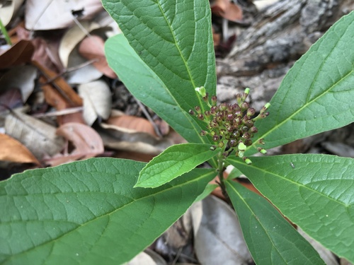 Premna herbacea
