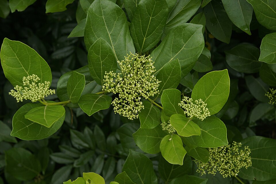 Premna integrifolia — photo