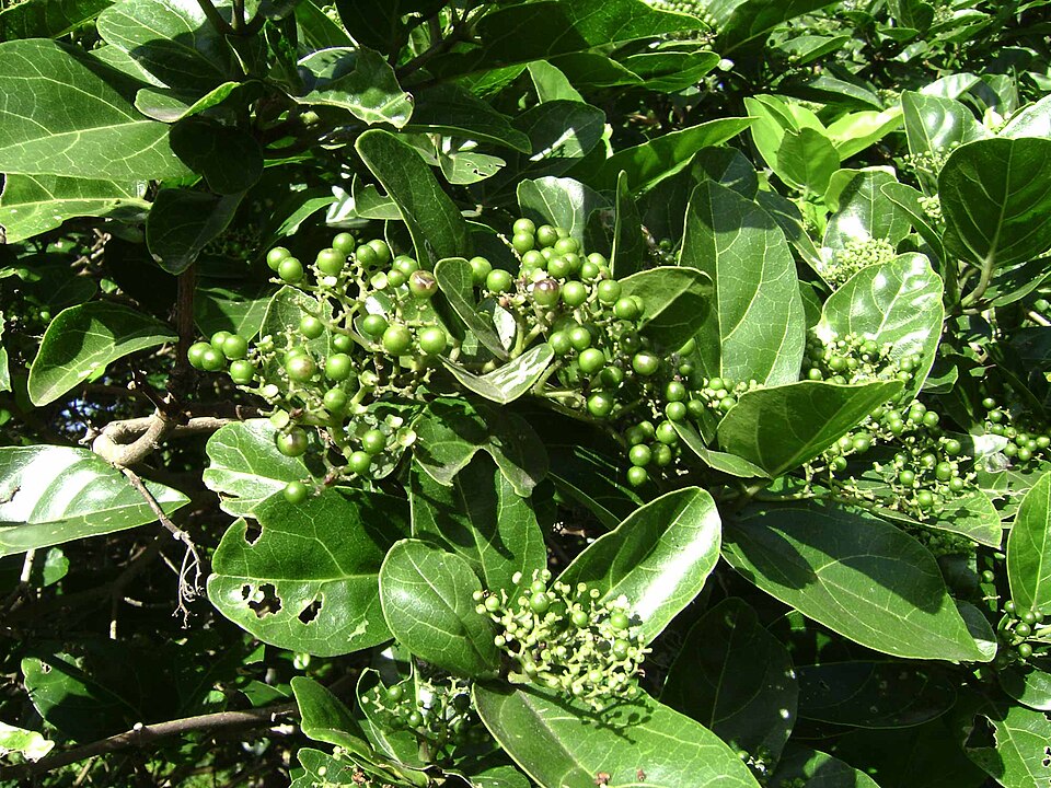 Premna integrifolia