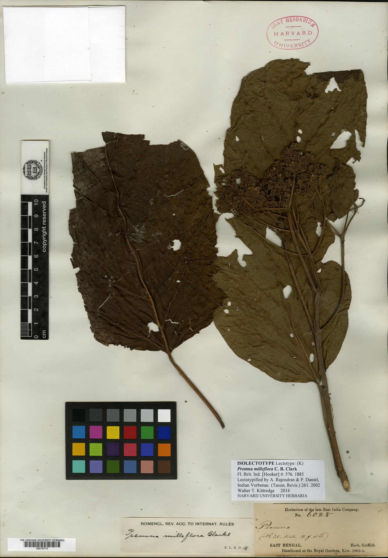 Premna milleflora