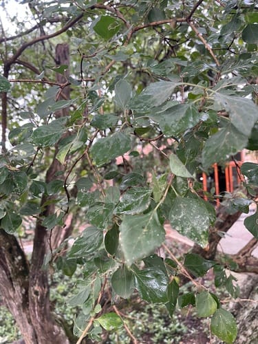 Premna mooiensis (The stinker) — photo