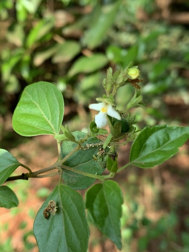 Premna mooiensis