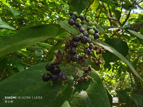 Premna odorata (Fragrant premna) — photo