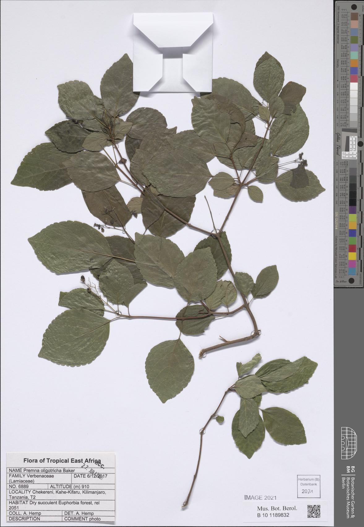 Premna oligotricha — photo
