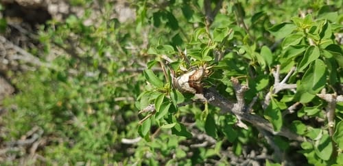Premna resinosa — photo