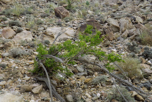 Premna resinosa