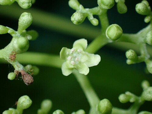 Premna serratifolia (Creek Premna) — photo