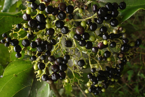 Premna serratifolia (Creek Premna) — photo