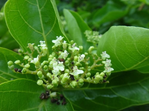 Premna serratifolia