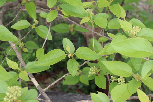 Premna tomentosa (Woolly-leaved fire tree) — photo
