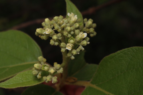 Premna tomentosa (Woolly-leaved fire tree) — photo