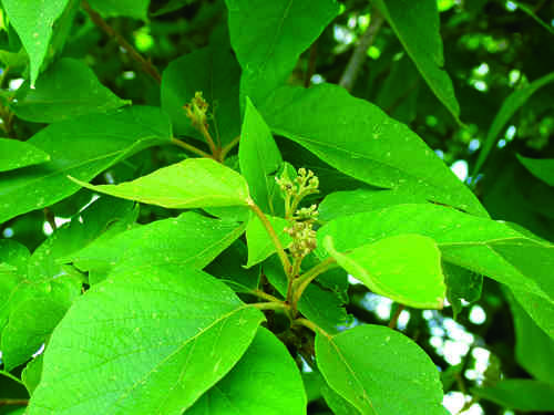 Premna tomentosa